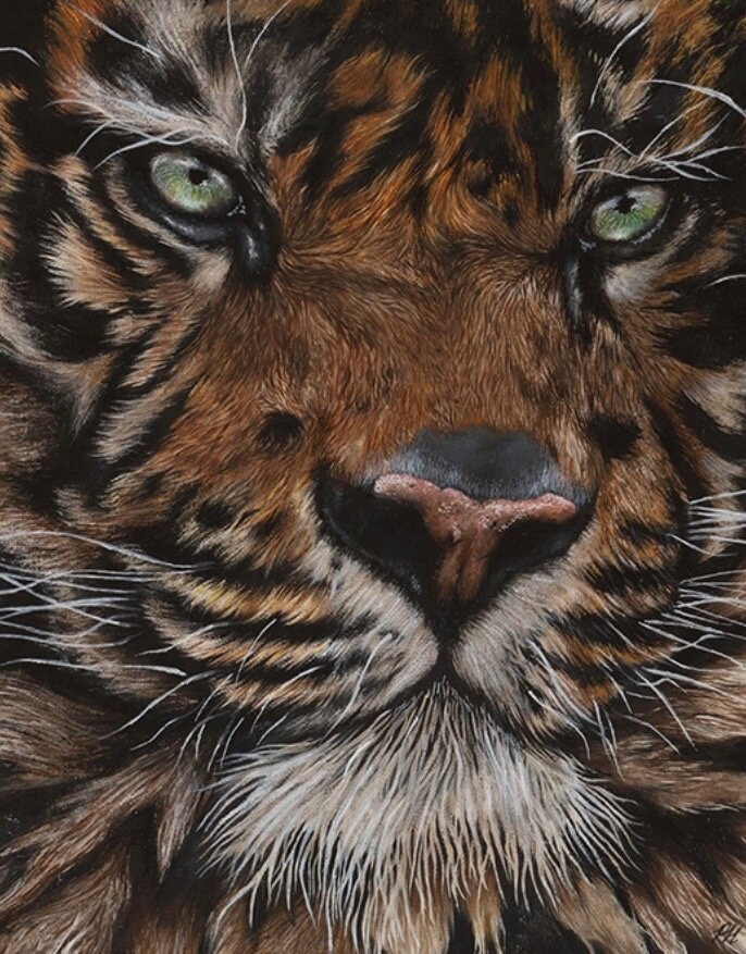Majestically Fierce: A Tiger's Reign
by Peyton Harvin, winner 2024